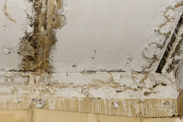 Reliable Central, SC Mold Removal Solutions