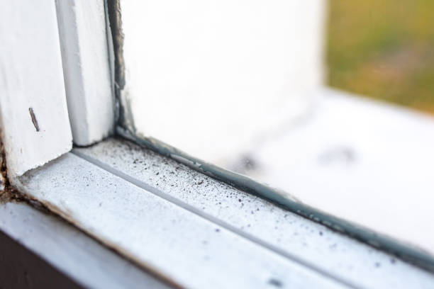 Best Water Damage & Mold Remediation  in Central, SC