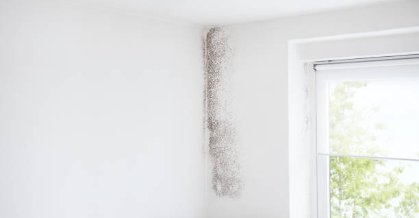 Best Commercial Mold Inspection  in Central, SC