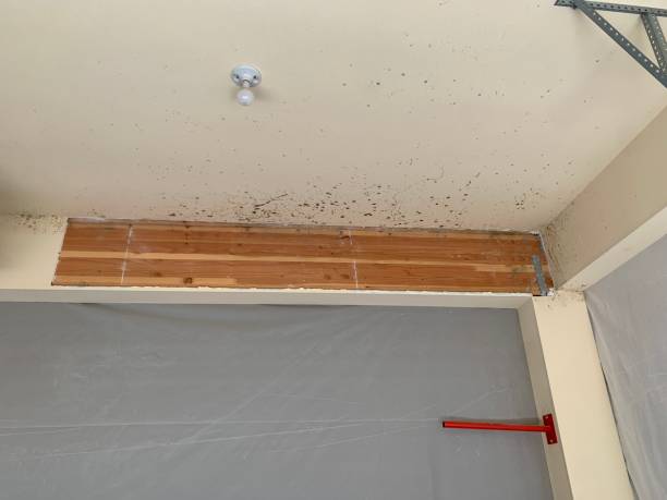 Mold Removal for HVAC Installations in Central, SC