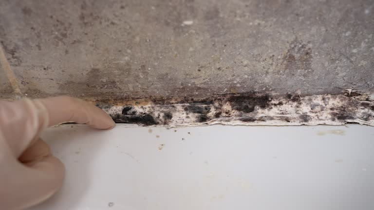 Mold Odor Removal Services in Central, SC