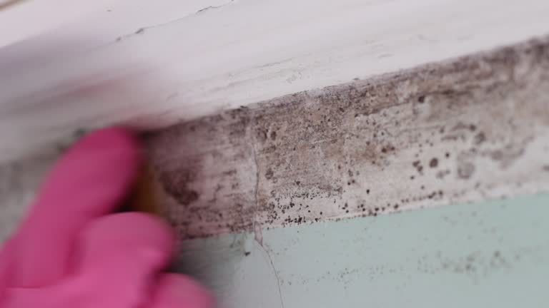 Best Black Mold Removal  in Central, SC